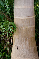 2012_STP_Palm Arboretum_3205790_JMR