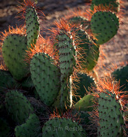 Desert Botanical Gardens - Phoenix