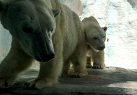 2015_Zoo_Polar Bears_RX100.3_0516_JMR