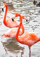 2015_Zoo_Flamingos_EM1_5839_JMR